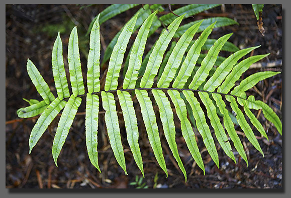 NZ Ferns in Forest